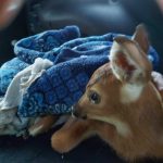 Fawn 2 | Springbrook