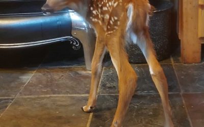 Wellness Wednesday – Highland Has a Mascot!